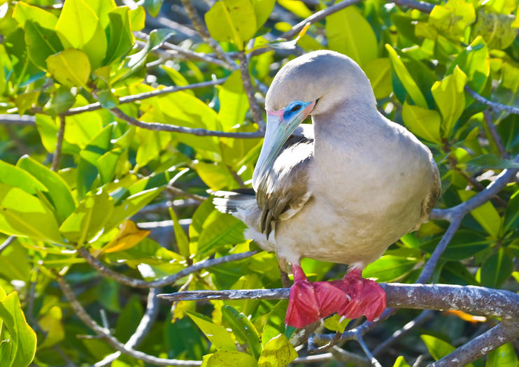 Genovesa Island (Isla Genovesa)